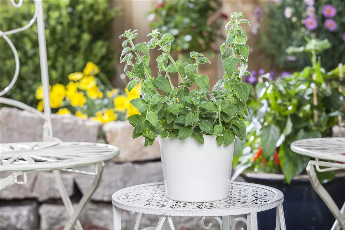 Mediterrane Kräuter im eigenen Garten – Genuss für alle Sinne - Gartenwelt Kremer