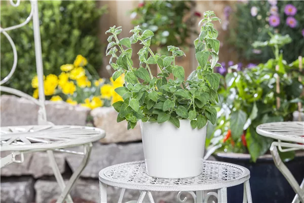 Mediterrane Kräuter im eigenen Garten – Genuss für alle Sinne
