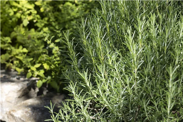 Rosmarinus officinalis 'Arp'
