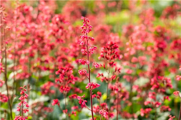 Heuchera 'Paris'