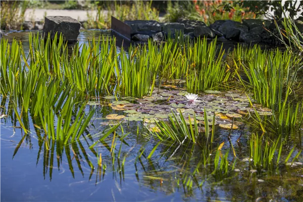 Gartenteich