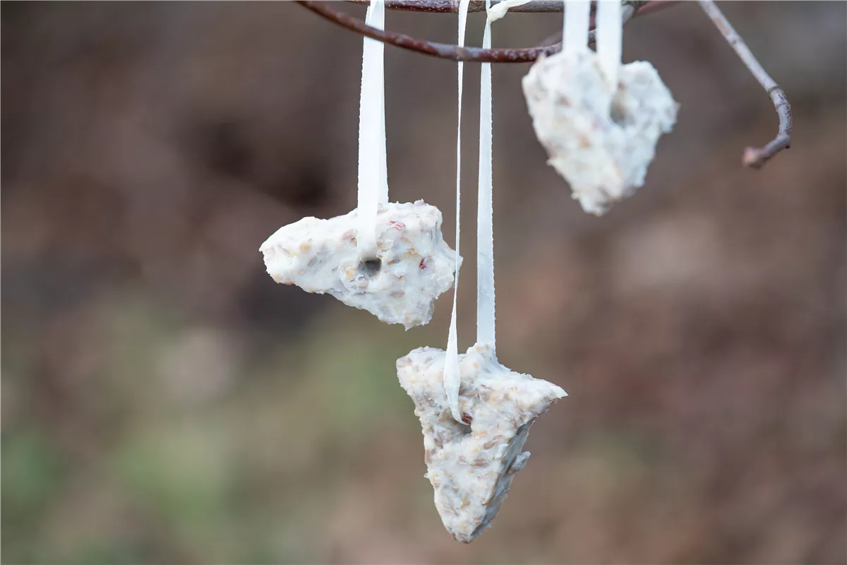 Vogelfutter für hungrige Piepmätze selber machen - Gartenwelt Kremer