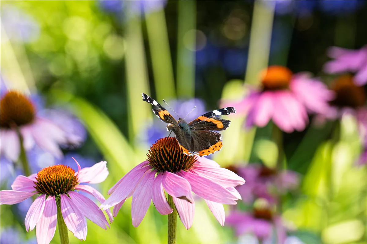 Die 10 schönsten Sommerblumen für den Garten - Gartenwelt Kremer