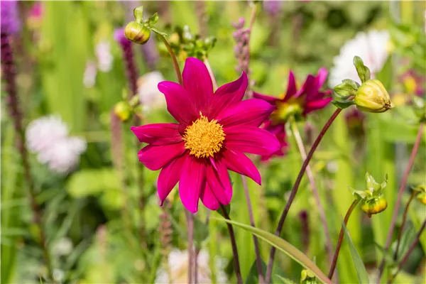 Dahlia Einfach blühend
