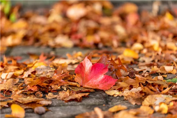 Herbstlaub auf Boden