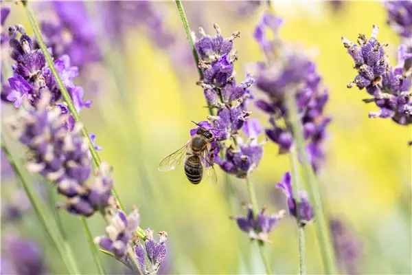 Biene an Lavendel