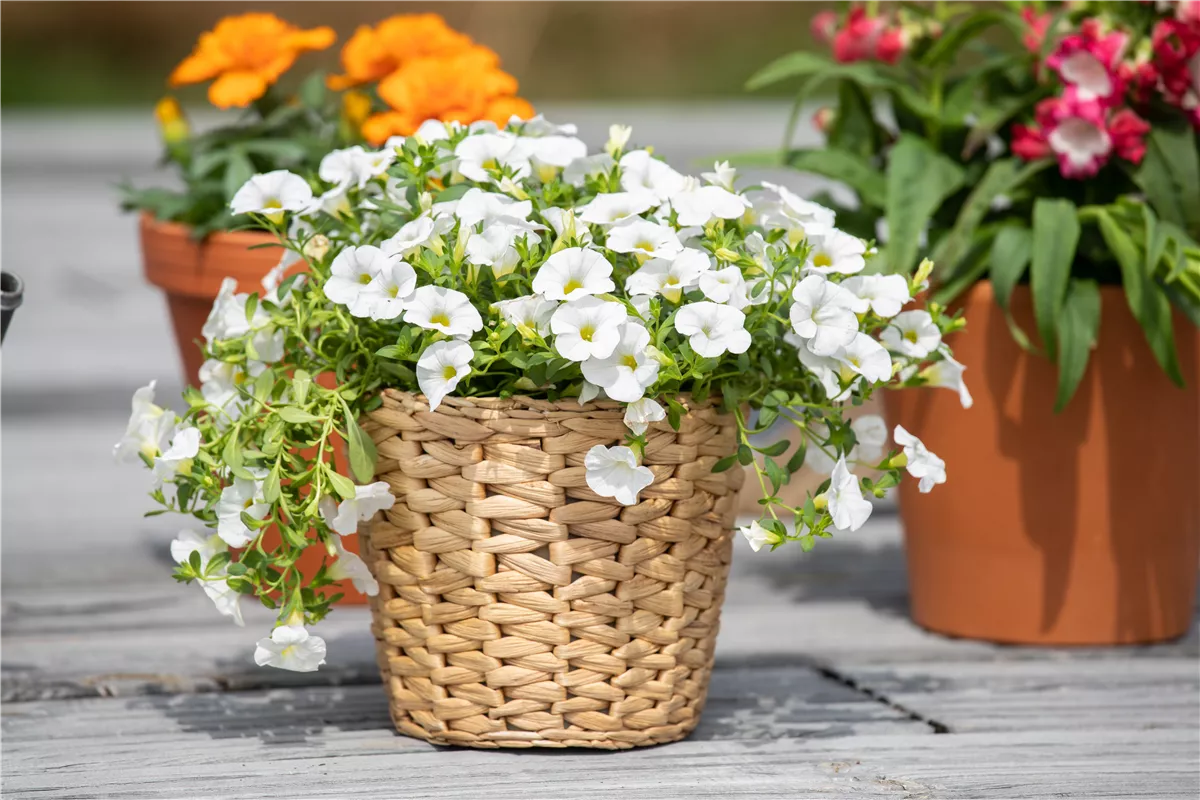 Pflanzgefäße aus unterschiedlichen Materialien – Eine Übersicht - Gartenwelt Kremer