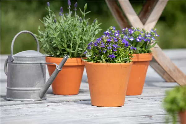 Lobelia 'Laguna® Compact'