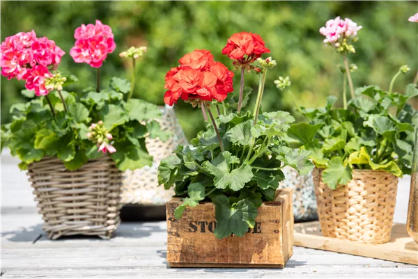 Pelargonium zonale 'Dolce Vita'