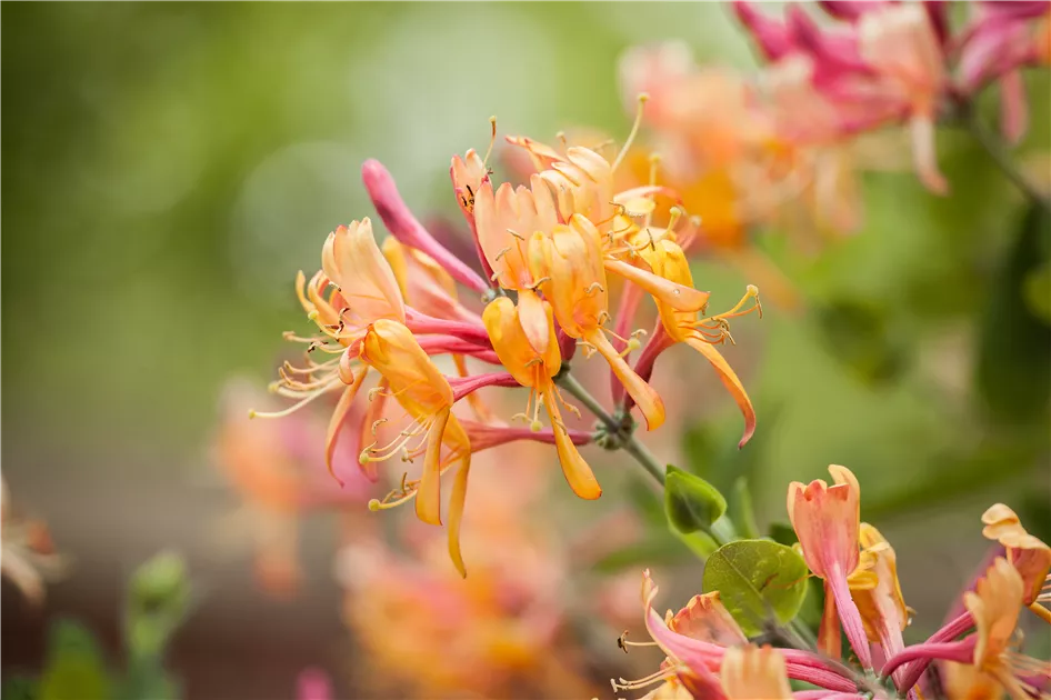 Lonicera henryi, Immergrne Geischlinge im Pflanzenshop