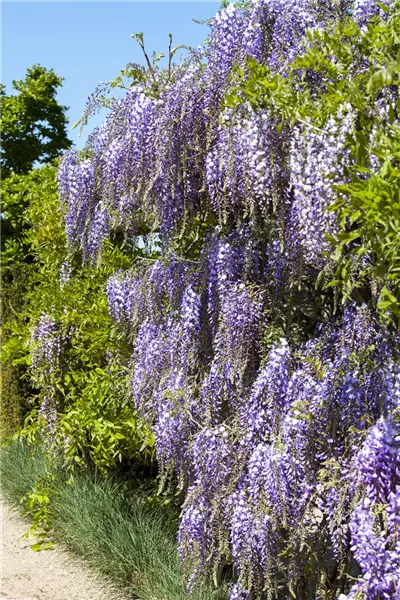 Wisteria floribunda 'Macrobotrys' Großer Blauregen