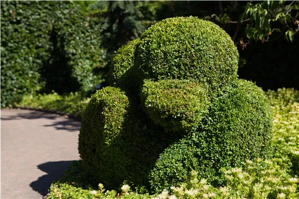 Buxus sempervirens var. arborescens