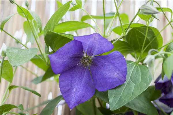 Clematis 'Jackmanii' Waldrebe