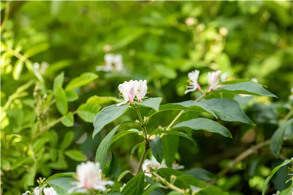 Lonicera maackii