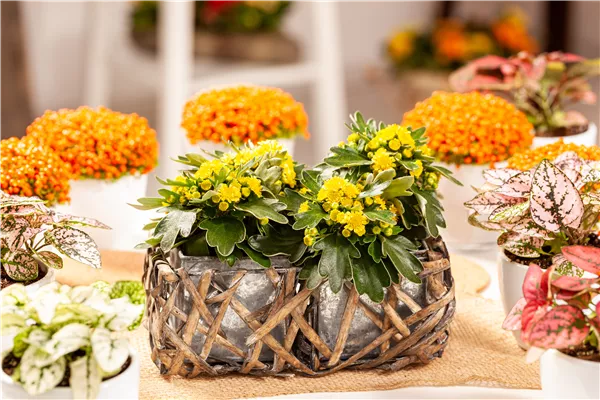 Balkonpflanzen im Herbst – Bunte Farben durch hübsche Blüten und Blätter