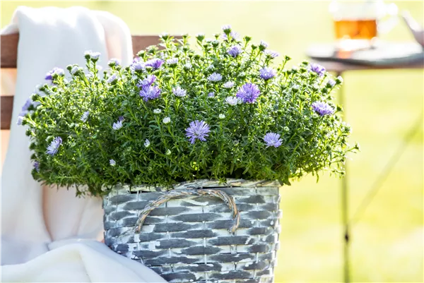 Aster dumosus, hellblau