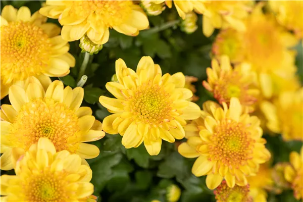 Chrysanthemum multiflora 'Amarena'