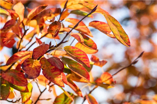 Amelanchier lamarckii