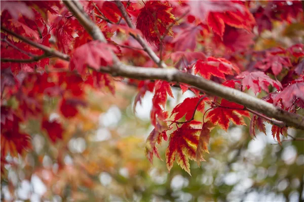 Acer japonicum 'Vitifolium'