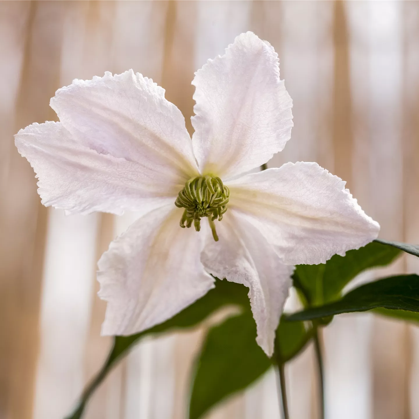 Clematis viticella 'Alba Luxurians'