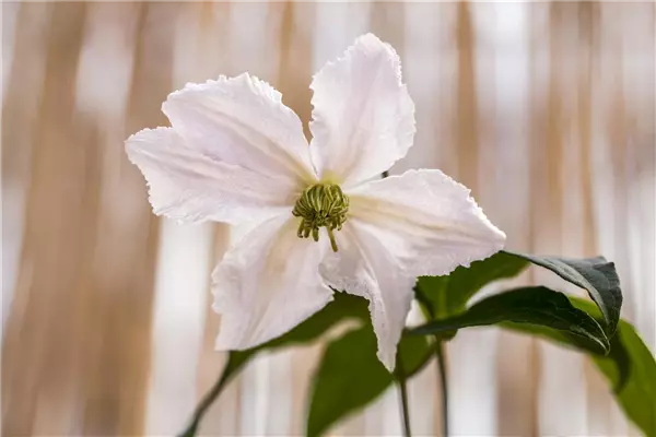 Clematis 'John Paul II' Clematis, Waldrebe