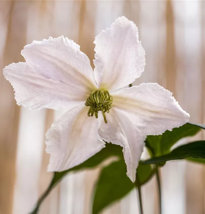 Clematis, Waldrebe