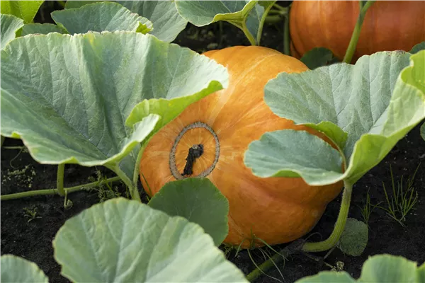 Cucurbita maxima
