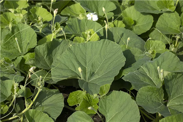 Cucurbita lagenaria