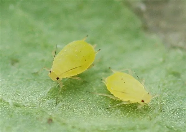 Schädlinge im Garten richtig erkennen und bekämpfen