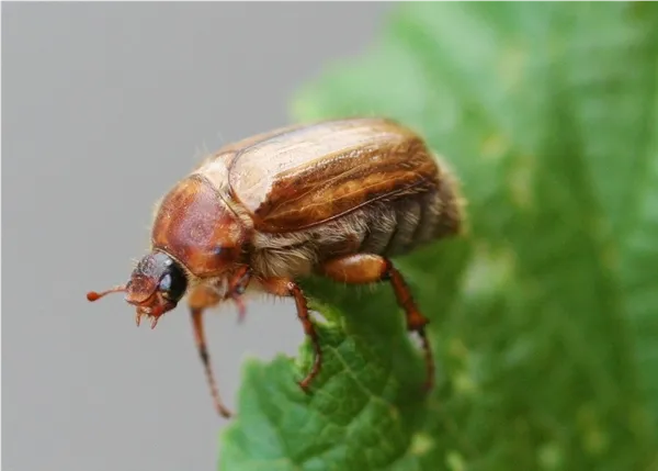 Junikäfer