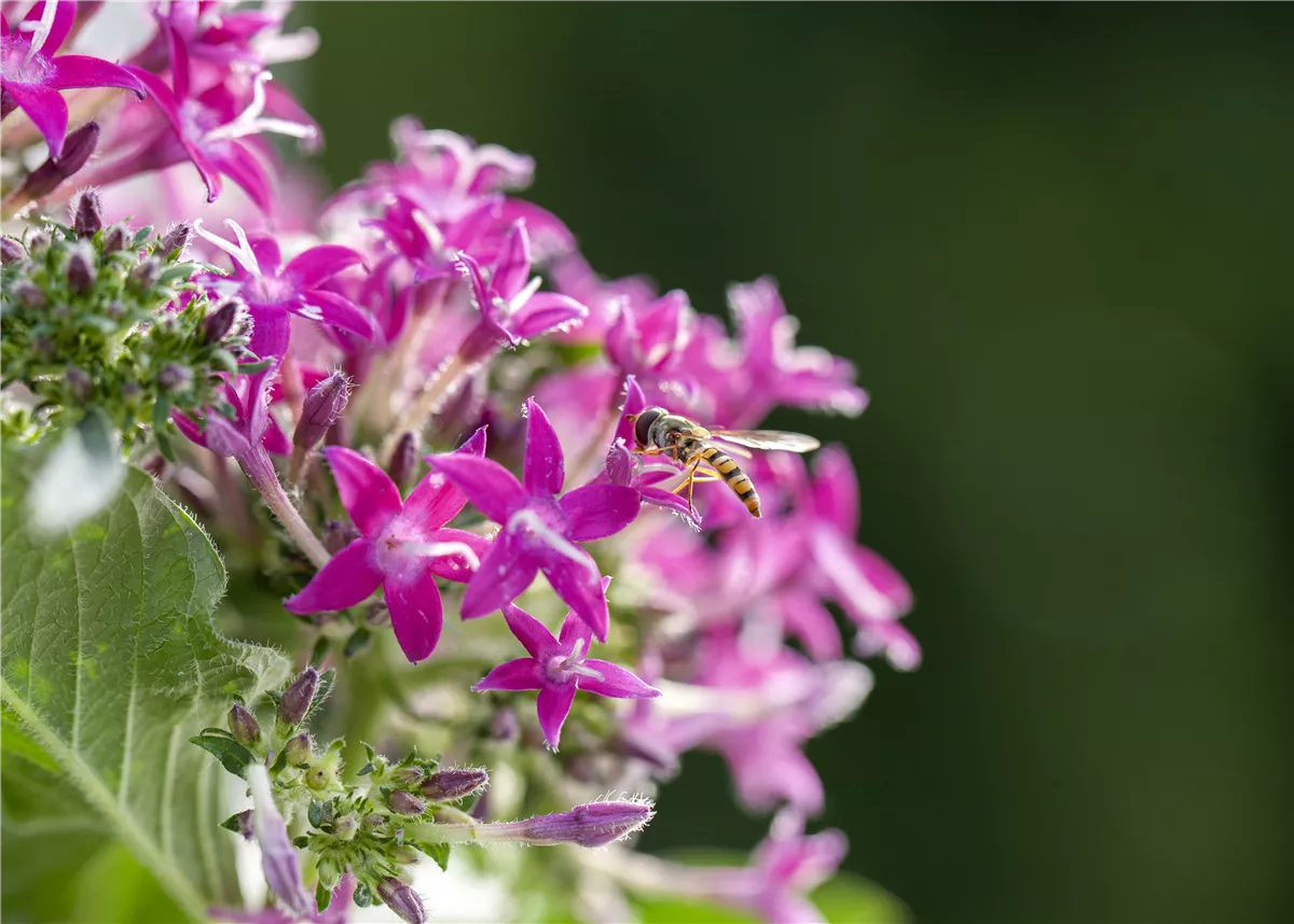 So funktioniert der Pflanzenschutz im Naturgarten - Gartenwelt Kremer