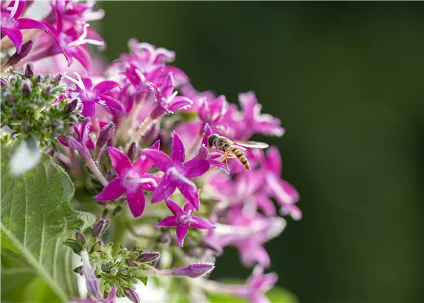 So funktioniert der Pflanzenschutz im Naturgarten