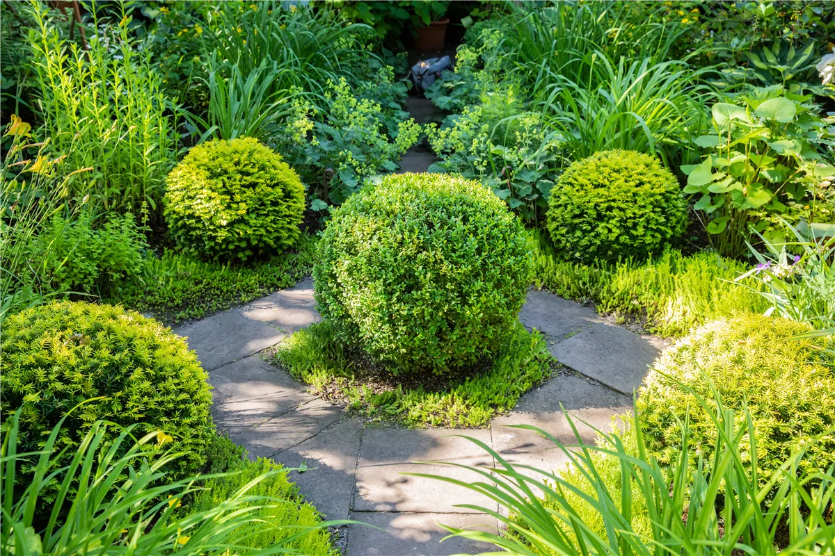 Buchsbaum als immergrüner Klassiker in Garten und Co. - Gartenwelt Kremer