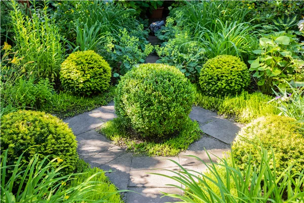 Buchsbaum als immergrüner Klassiker in Garten und Co.