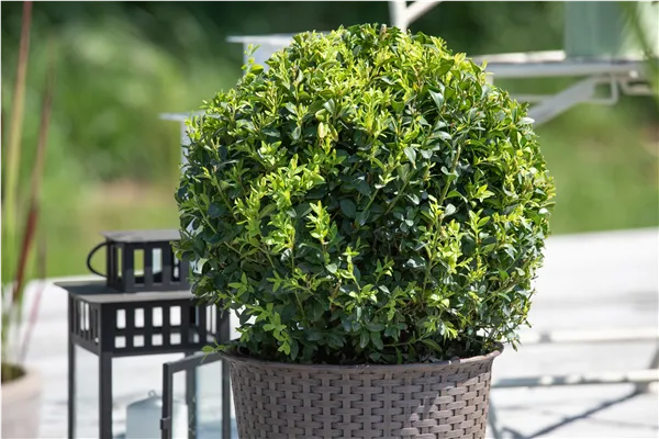 Buxus sempervirens, Kugel