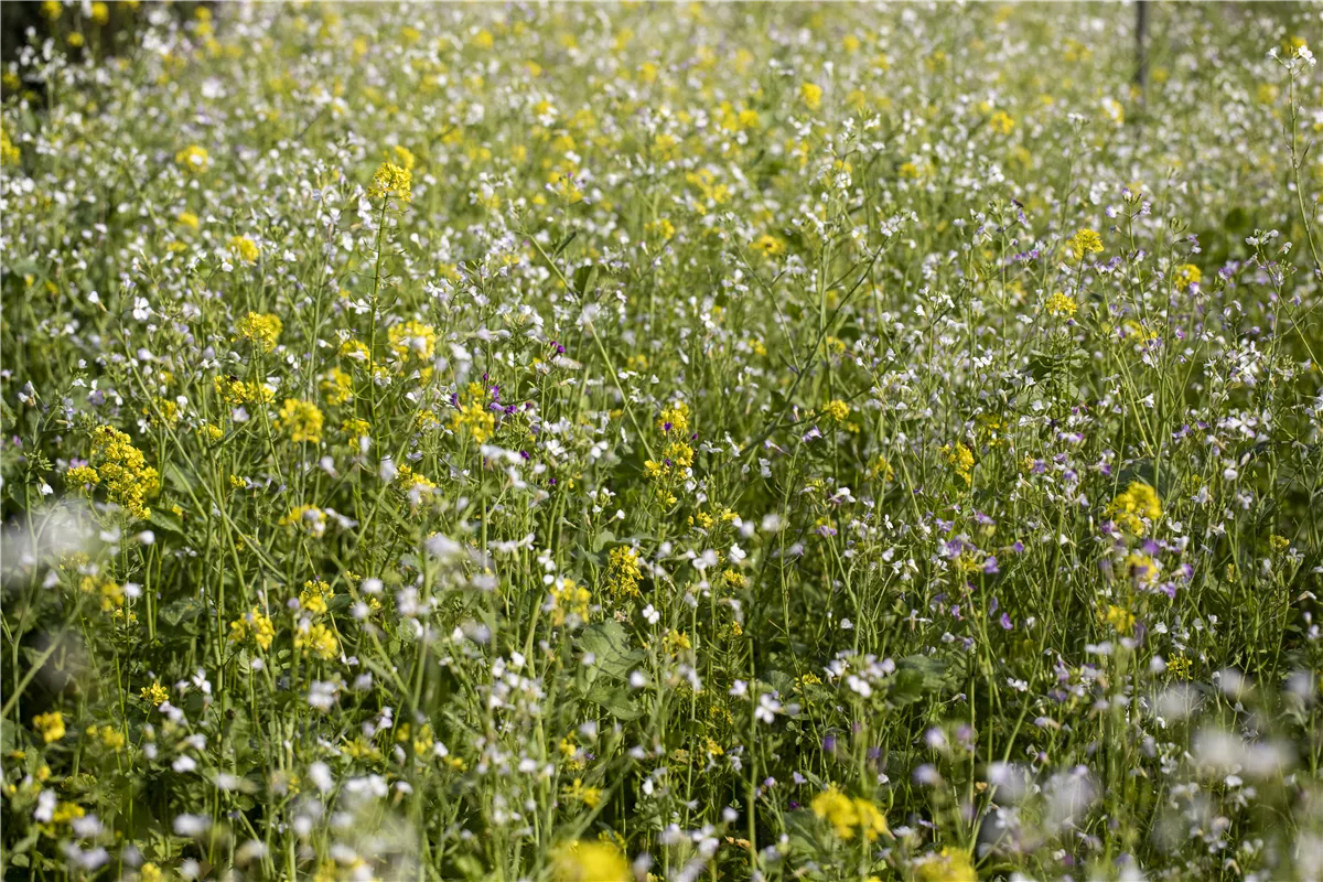 Mit einer Gründüngung zum gesunden Garten - Gartenwelt Kremer