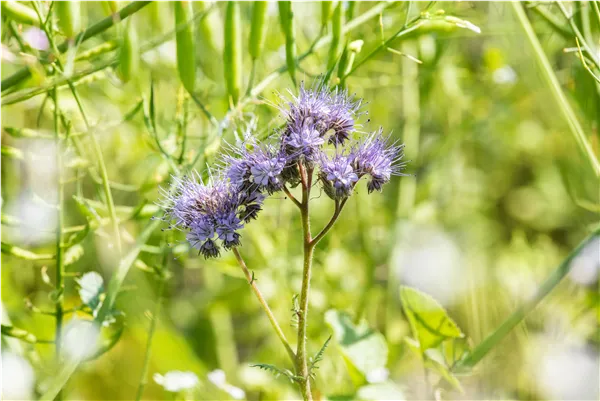 Phacelia tanacetifolia