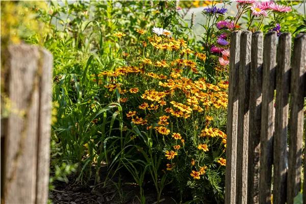 Tagetes tenuifolia
