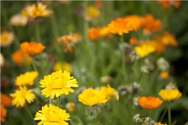 Calendula officinalis 'Pazifik Schönheit'
