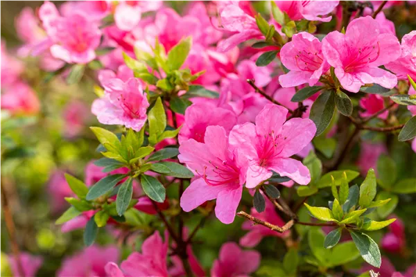 Rhododendron obtusum 'Madame Albert van Hecke'