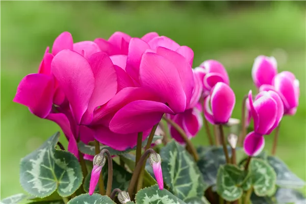 Alpenveilchen als Highlight in Haus und Garten