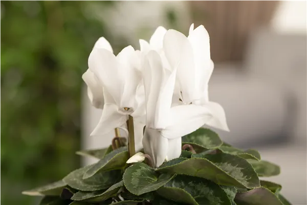 Cyclamen persicum, weiß