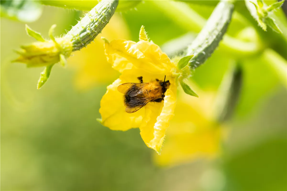 Bienenfreundliche Pflanzen für Garten und Co. - Gartenwelt Kremer