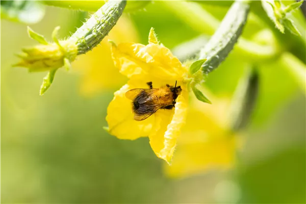 Bienenfreundliche Pflanzen für Garten und Co.