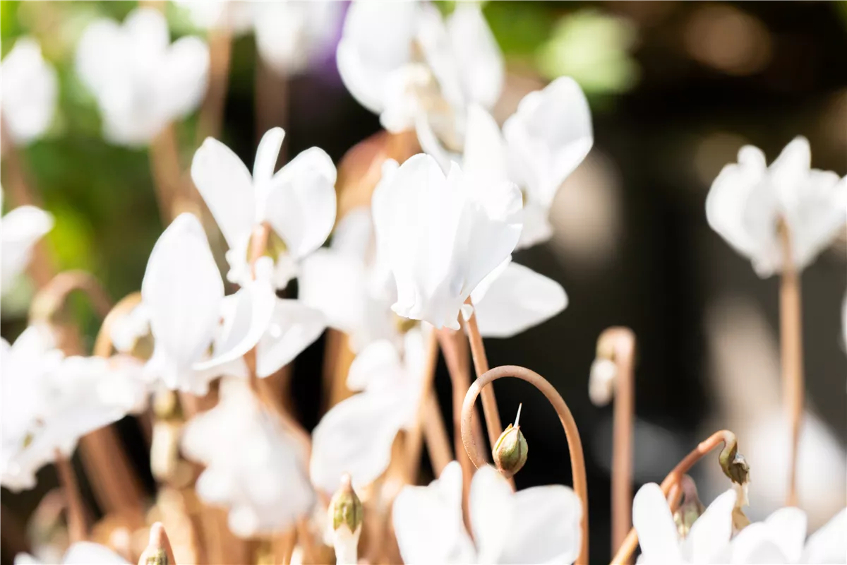 Alpenveilchen pflanzen und bunte Blüten bewundern - Gartenwelt Kremer