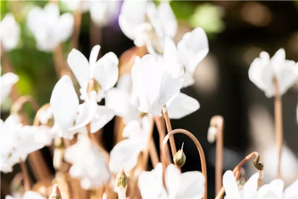 Alpenveilchen pflanzen und bunte Blüten bewundern