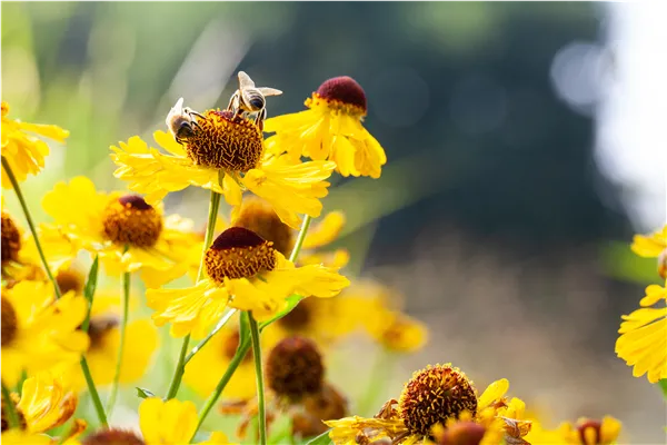 Helenium, gelb