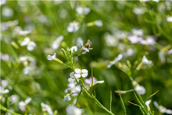 Raphanus sativus var. oleiformis