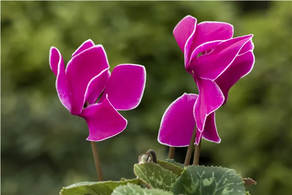 Cyclamen persicum 'Contiga Purple Flamed'