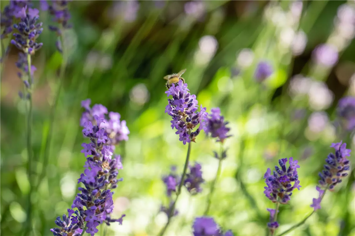 Mit Bienenpflanzen für den Balkon die Insekten unterstützen - Gartenwelt Kremer